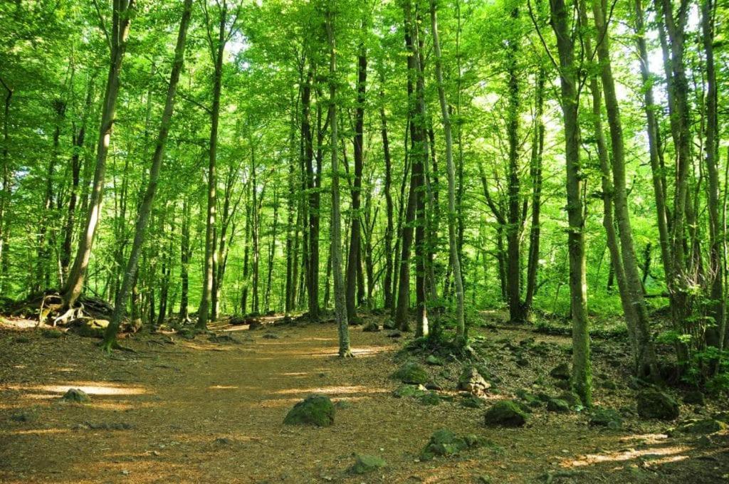 Apto. Grande, Luminoso Y Centrico Leilighet Olot Eksteriør bilde